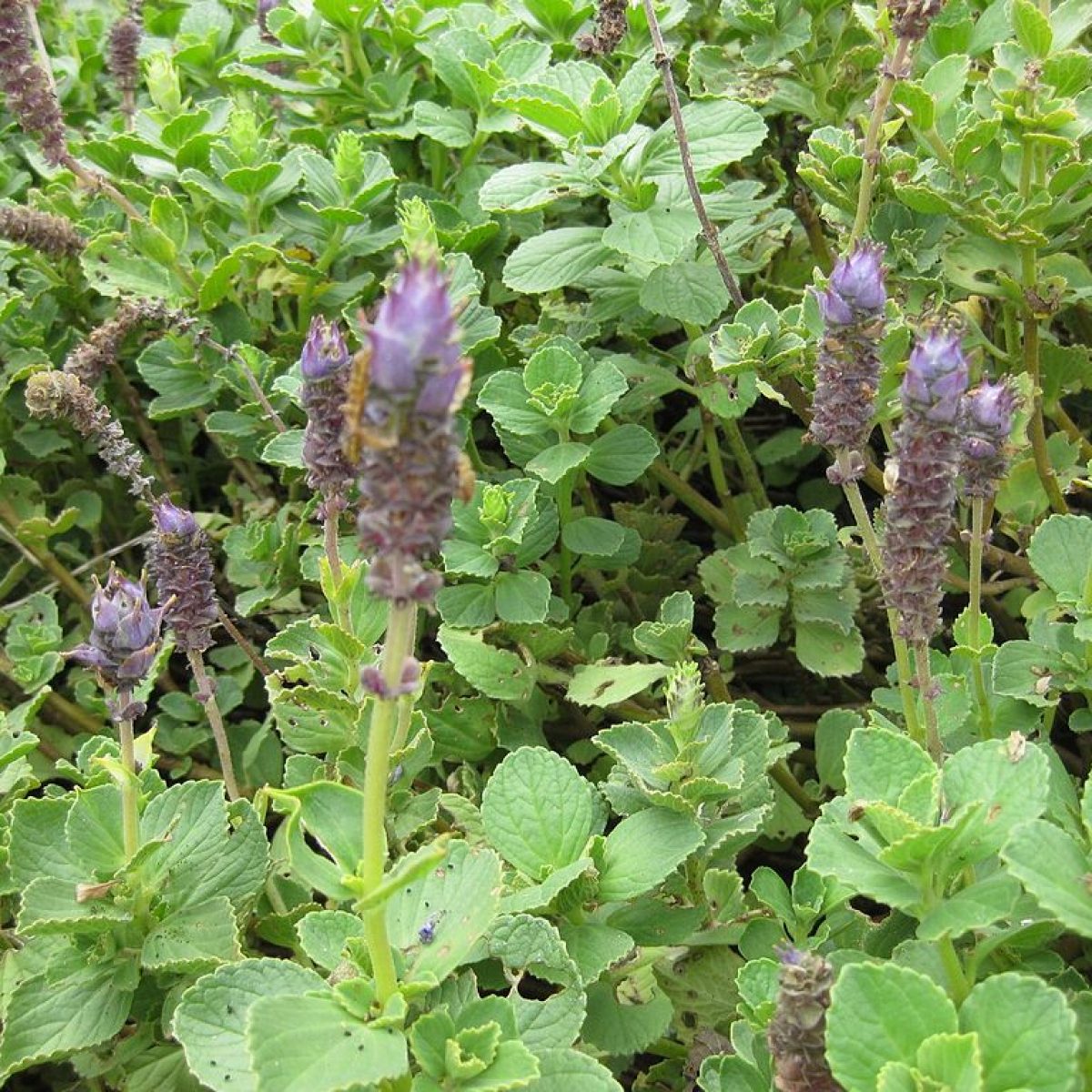 Plectranthus neochilus 1