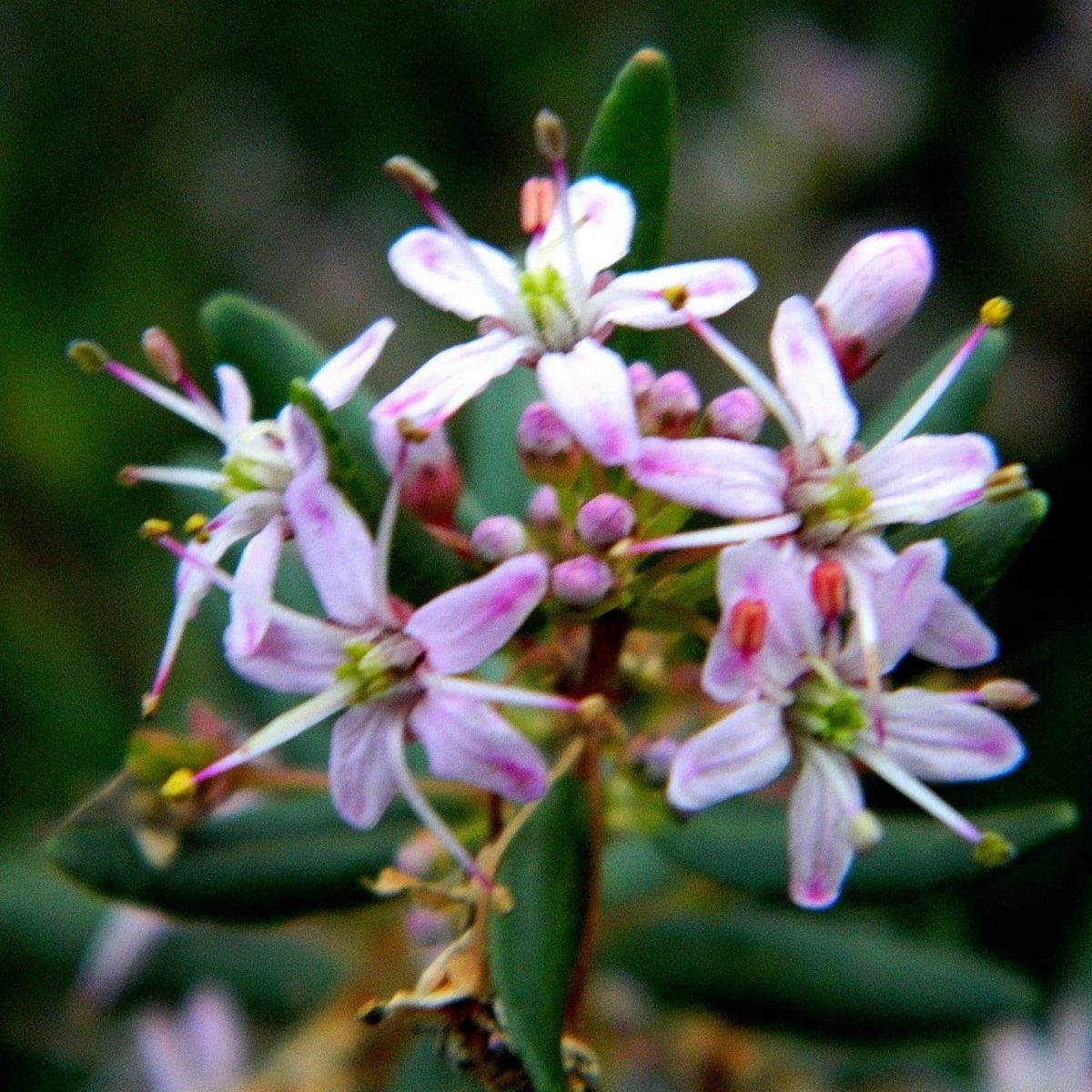 Agathosma ovata 1