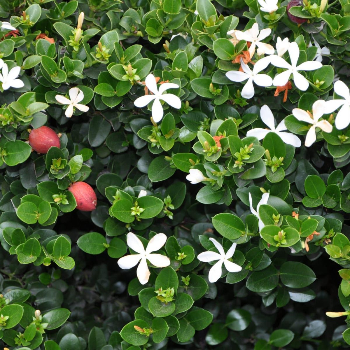 Carissa Macrocarpa Wikipedia, 42% OFF | full-mark.com.ar