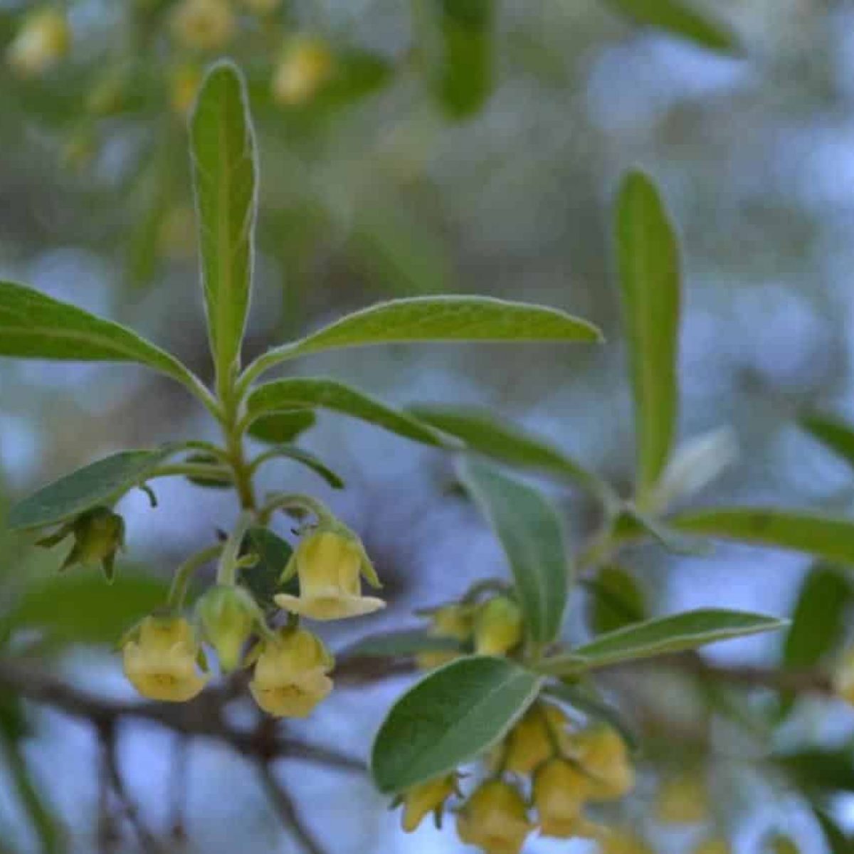 Diospyros-lycioides 1