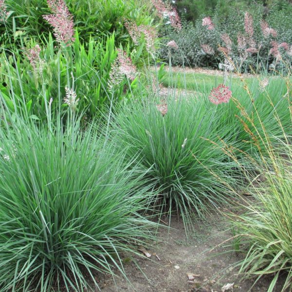 melinis-nerviglume-vivero-pullally