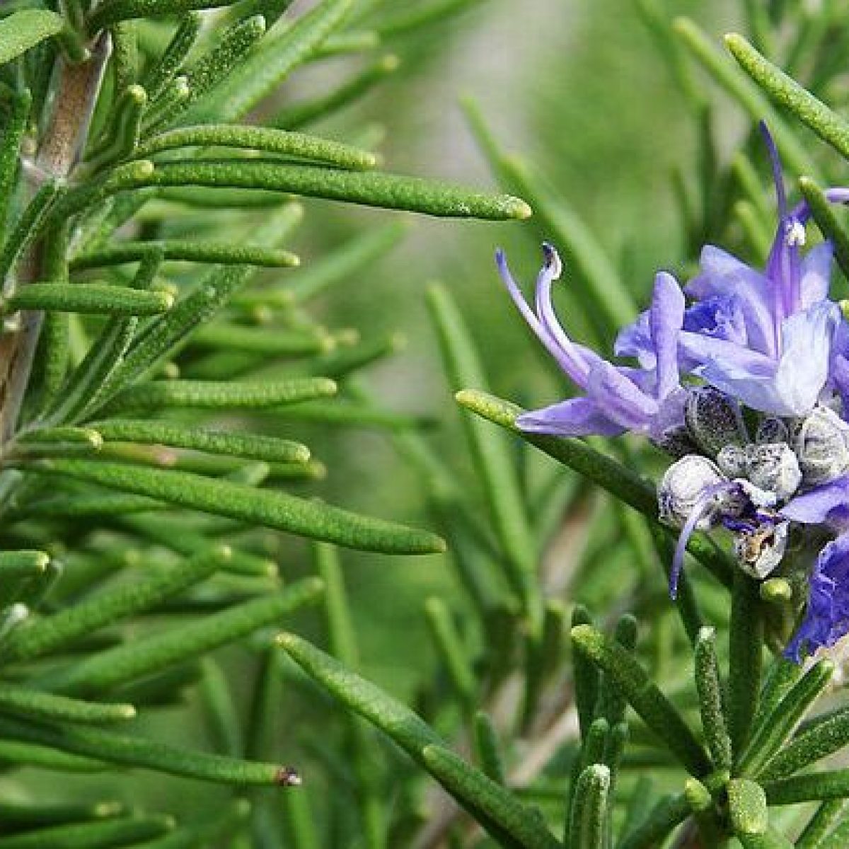 Rosemary Tuscan Blue 2
