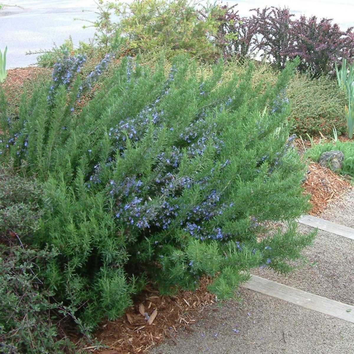 Rosmatinus Tuscan Blue