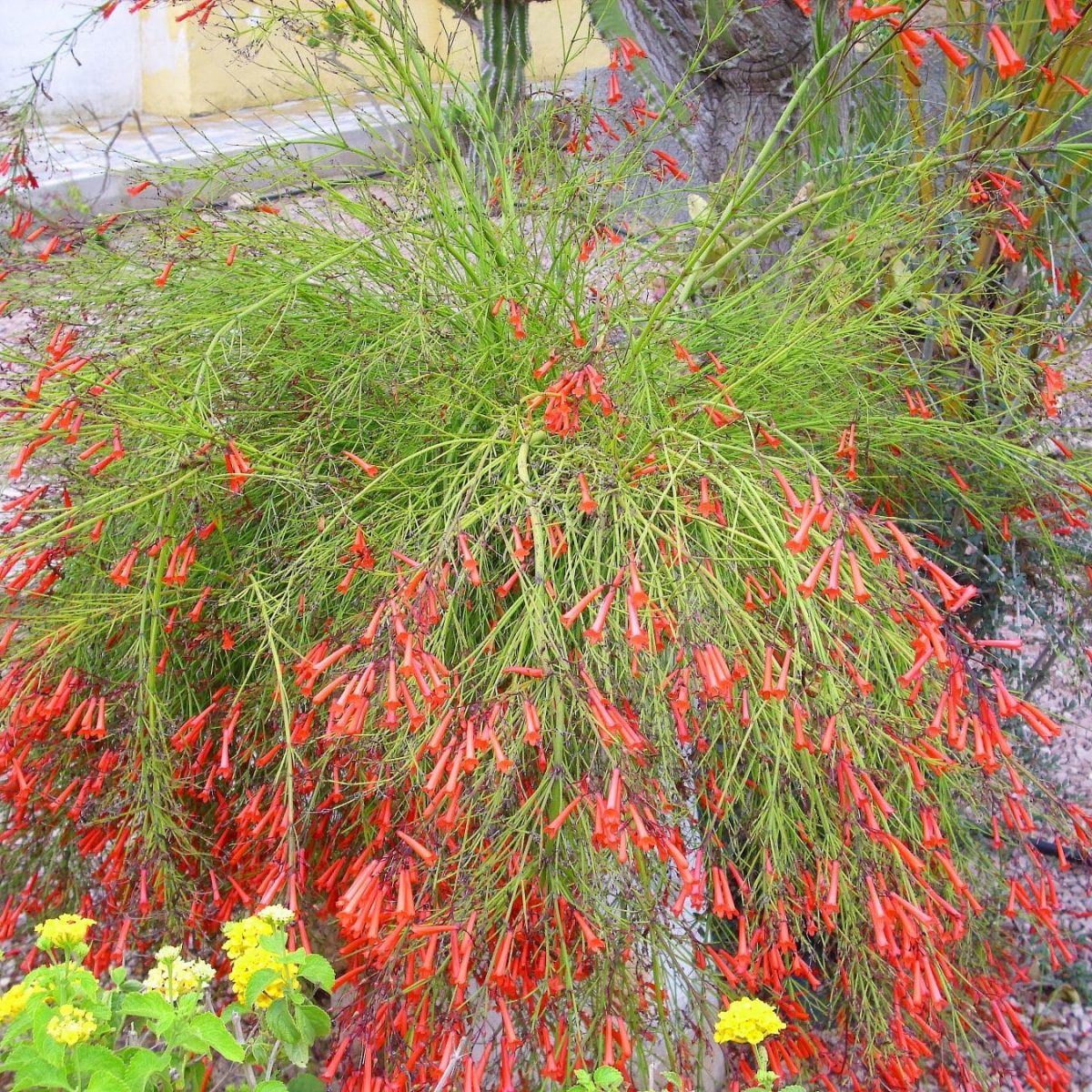 Russelia_equisetiformis