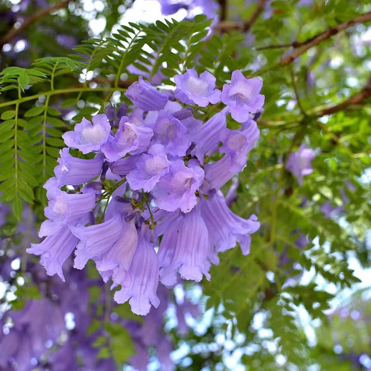 Jacaranda Mimosifolia Vivero Pullally soulja-boy-height-with-visual-comparisons-heartafact