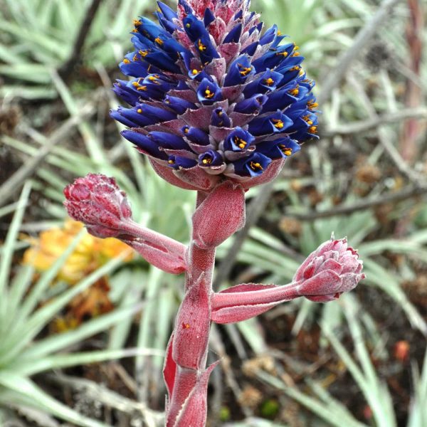 puya-venusta-vivero-pullally