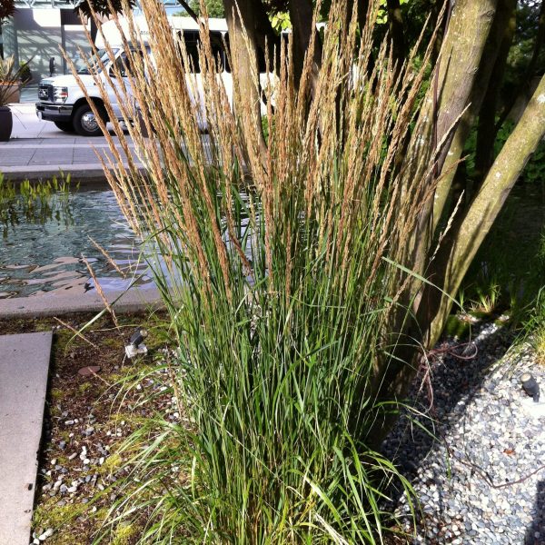 Calamagrostis acutiflora - Vivero Pullally